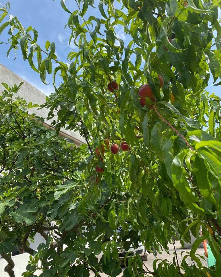 Apartmani Zelenika Herceg Novi Luaran gambar