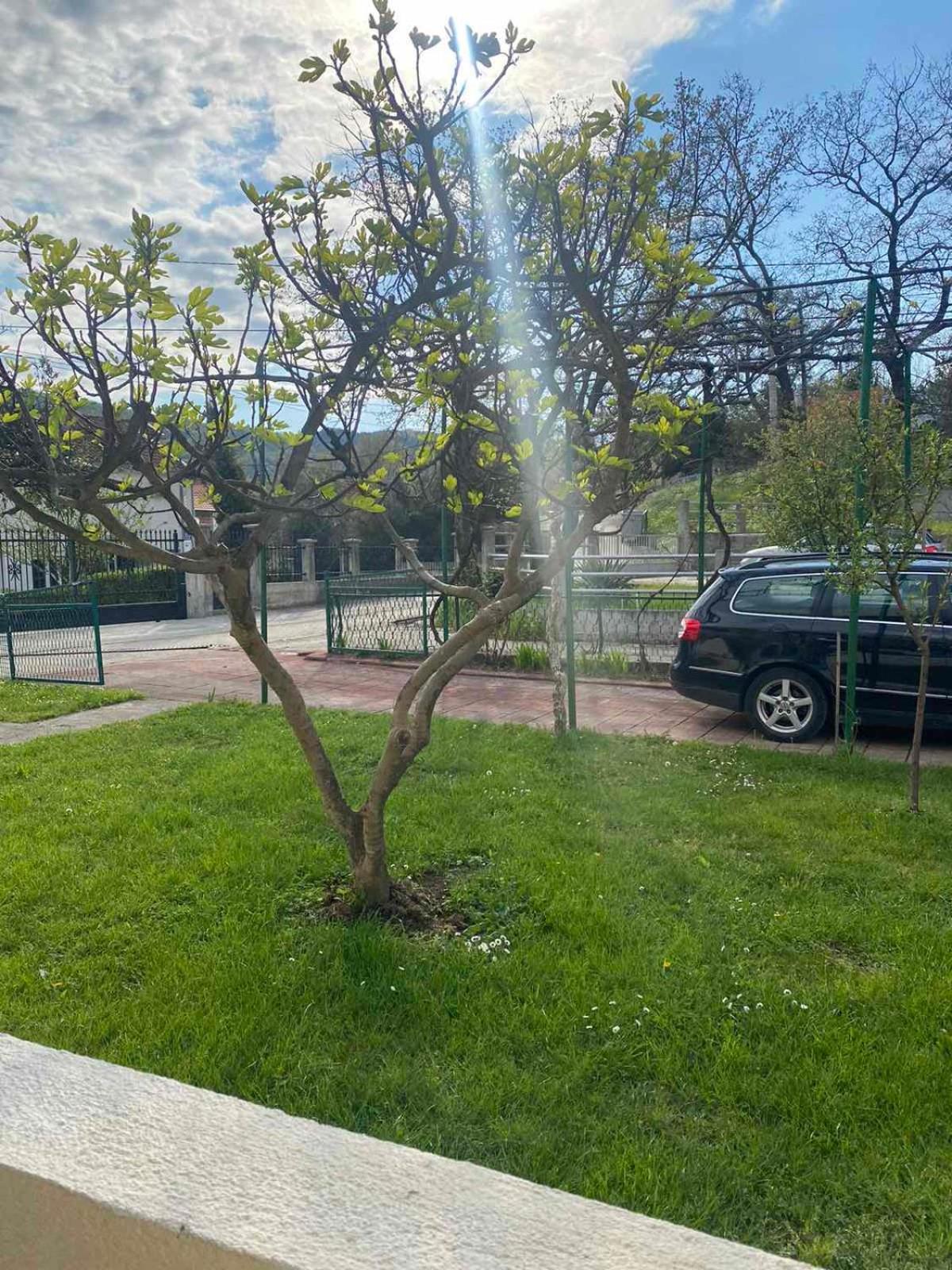 Apartmani Zelenika Herceg Novi Bilik gambar